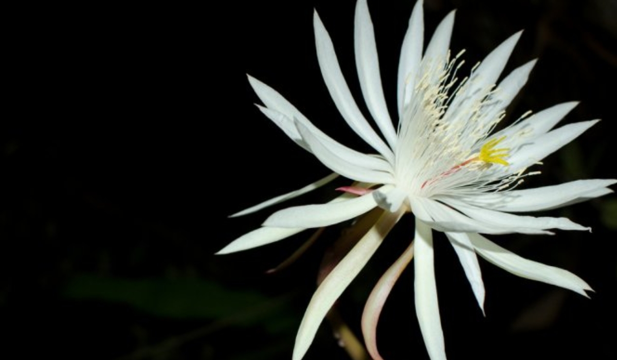 The Kadupul Flower: The Midnight Miracle of Sri Lanka